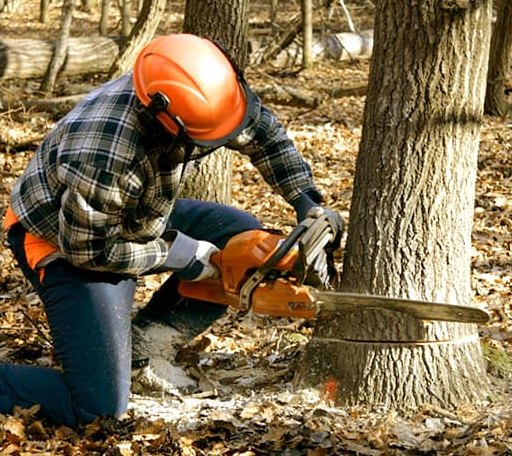 Tree Removal in Pfeifer, KS